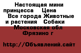 Настоящая мини принцесса  › Цена ­ 25 000 - Все города Животные и растения » Собаки   . Московская обл.,Фрязино г.